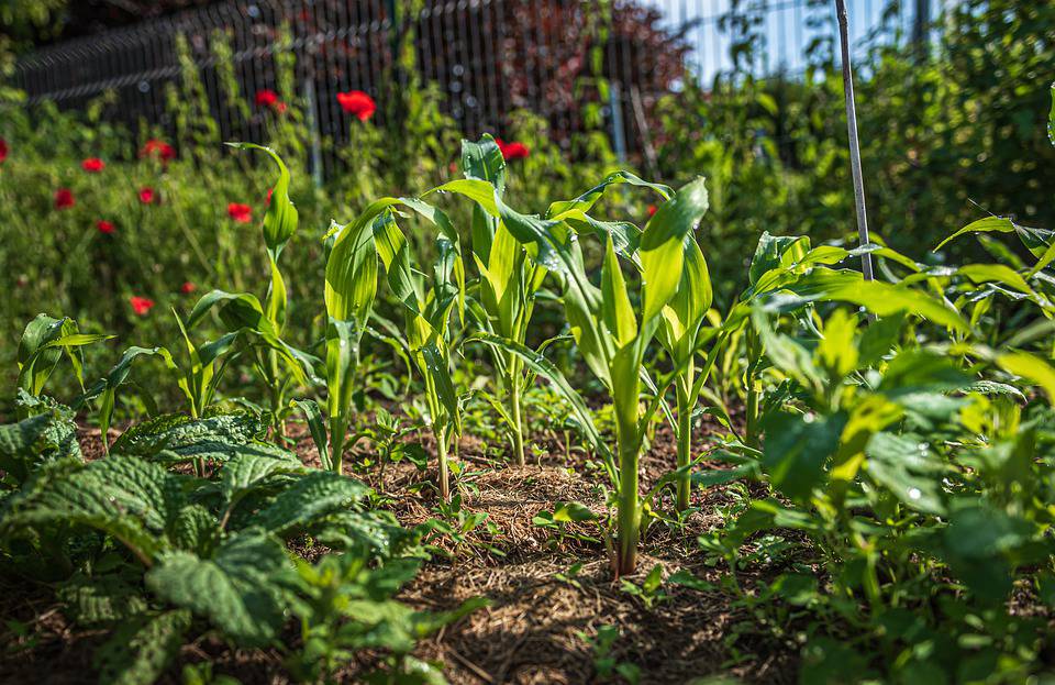 Cirio conferma possibilità di curare orti e terreni come indicato dal ministro Bellanova
