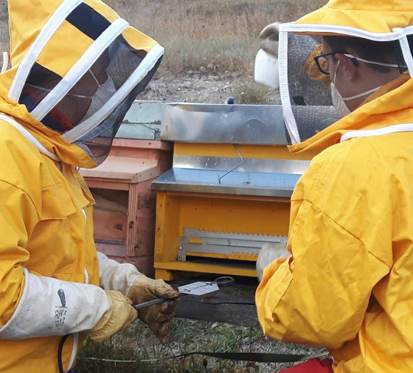 Inverno troppo caldo, la Scuola Forestale di Ormea preoccupata per le api