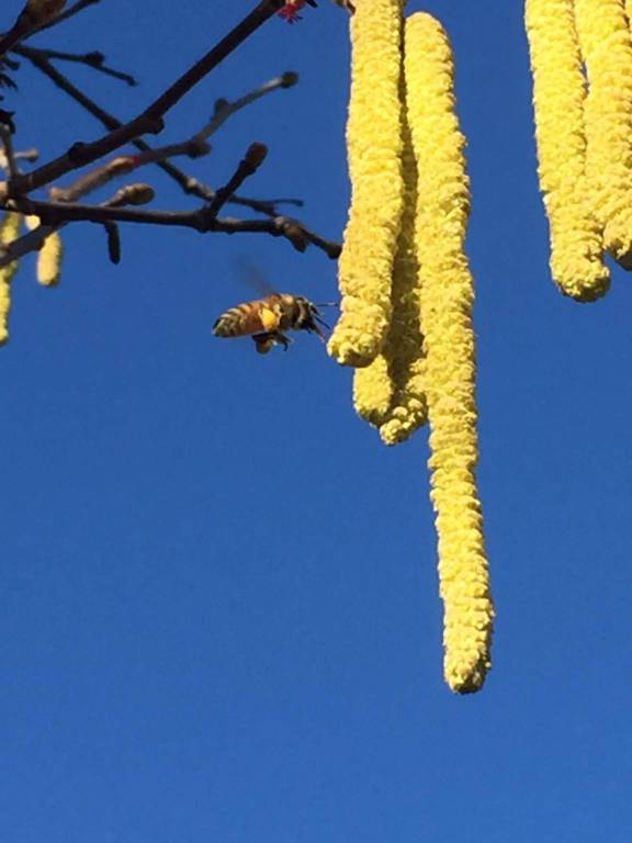 Inverno troppo caldo, la Scuola Forestale di Ormea preoccupata per le api