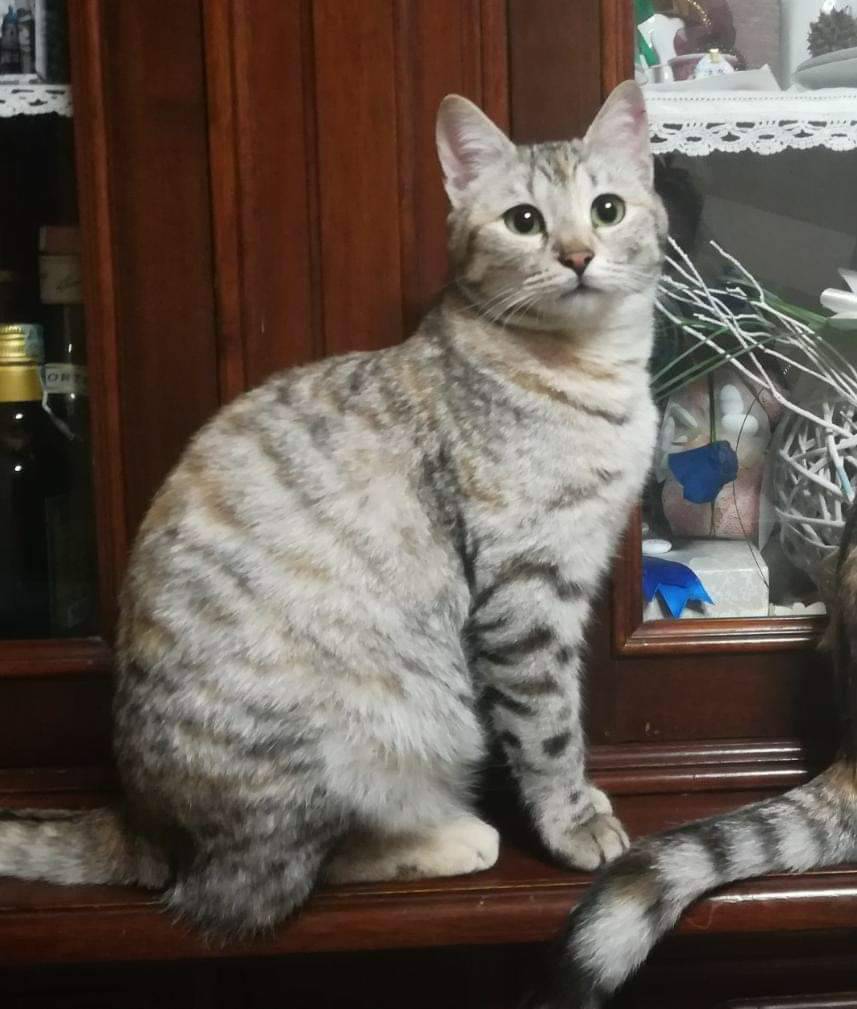 Alba, la gatta Arya è sparita dal 24 marzo