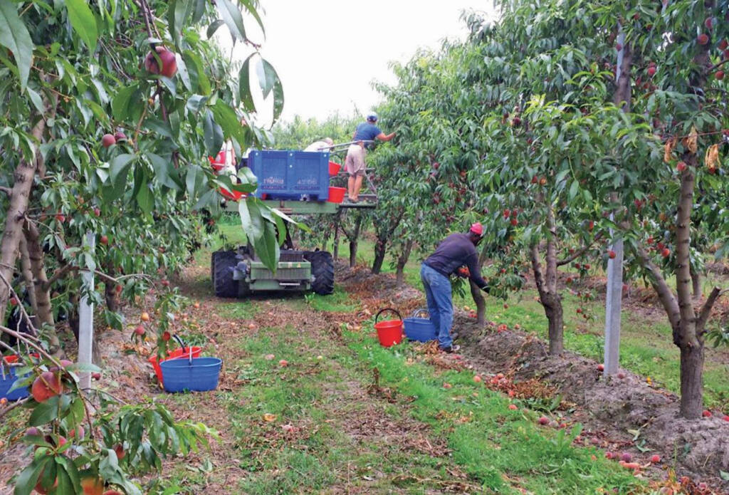 Confagricoltura Piemonte: dignità del lavoro per un’agricoltura etica