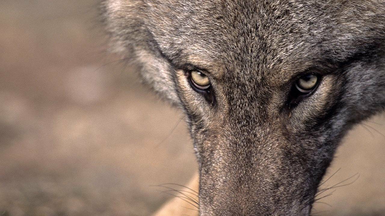 Bando a favore degli allevatori per i sistemi di protezione da lupi
