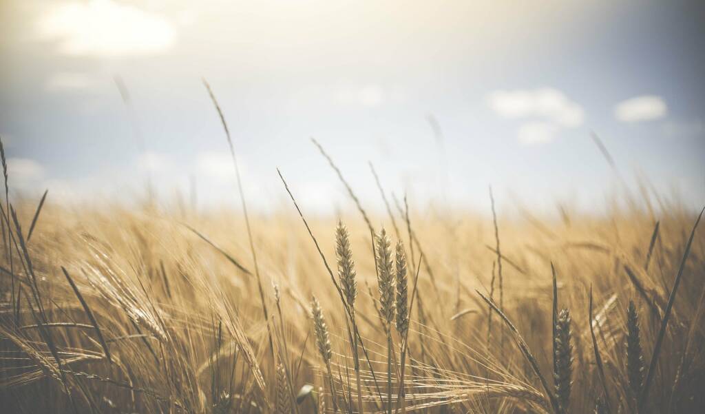 Coldiretti Cuneo: boom di grano dal Canada, stop alla concorrenza sleale