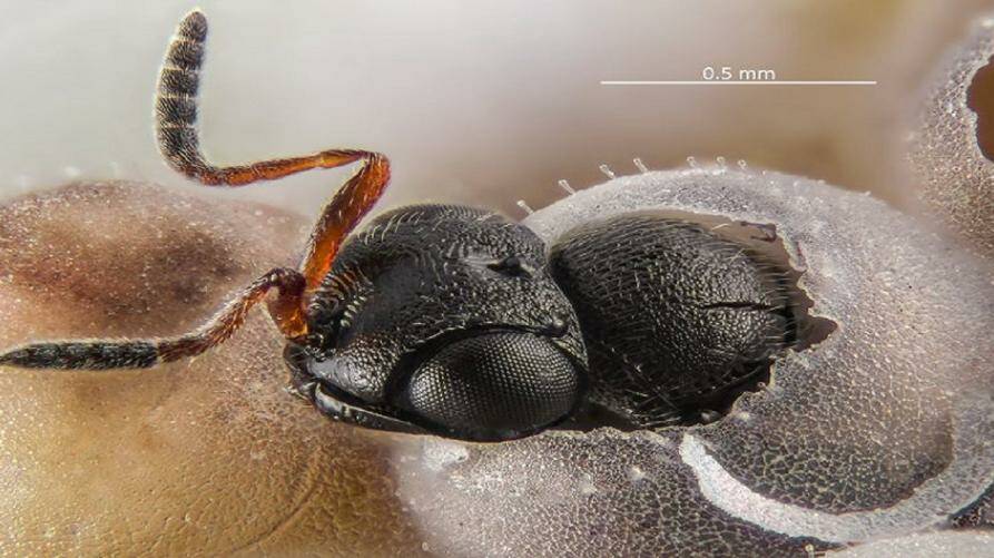 Lotta alla cimice asiatica: rilasciata la vespa samurai in 100 siti