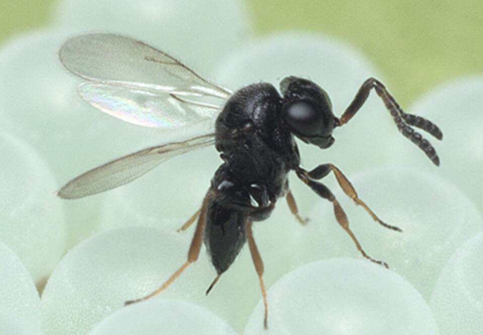 Cimice Asiatica, Coldiretti Cuneo: vespa samurai in campo nell’Albese