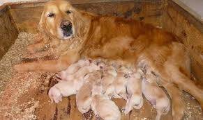 Cercasi mamma per 8 cuccioli di Golden Retriever