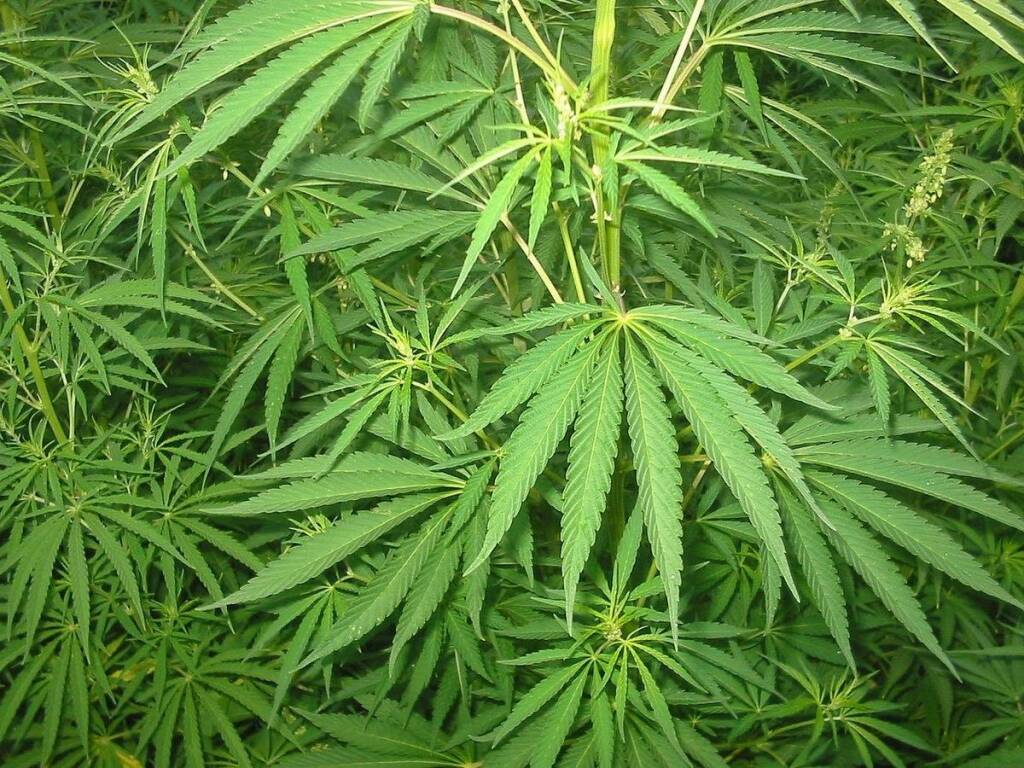 Cannabis, Radicali Cuneo promuove campagna per la legalizzazione