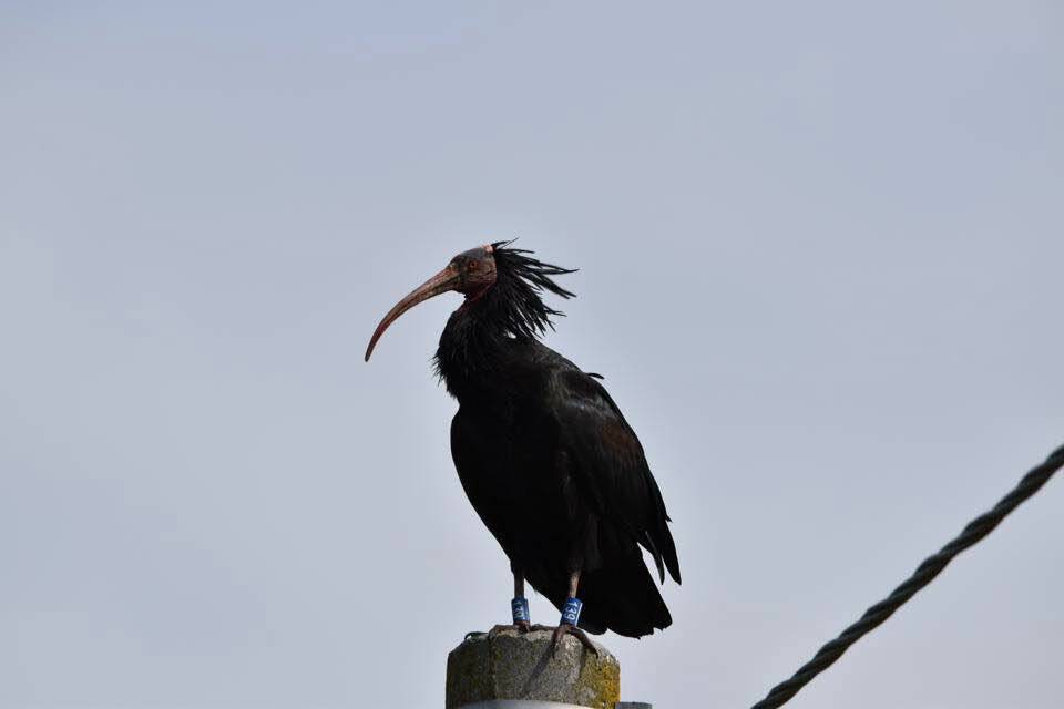 Mondovì saluta il ritorno nei suoi cieli di Leopold e Gennaro, coppia di ibis eremita