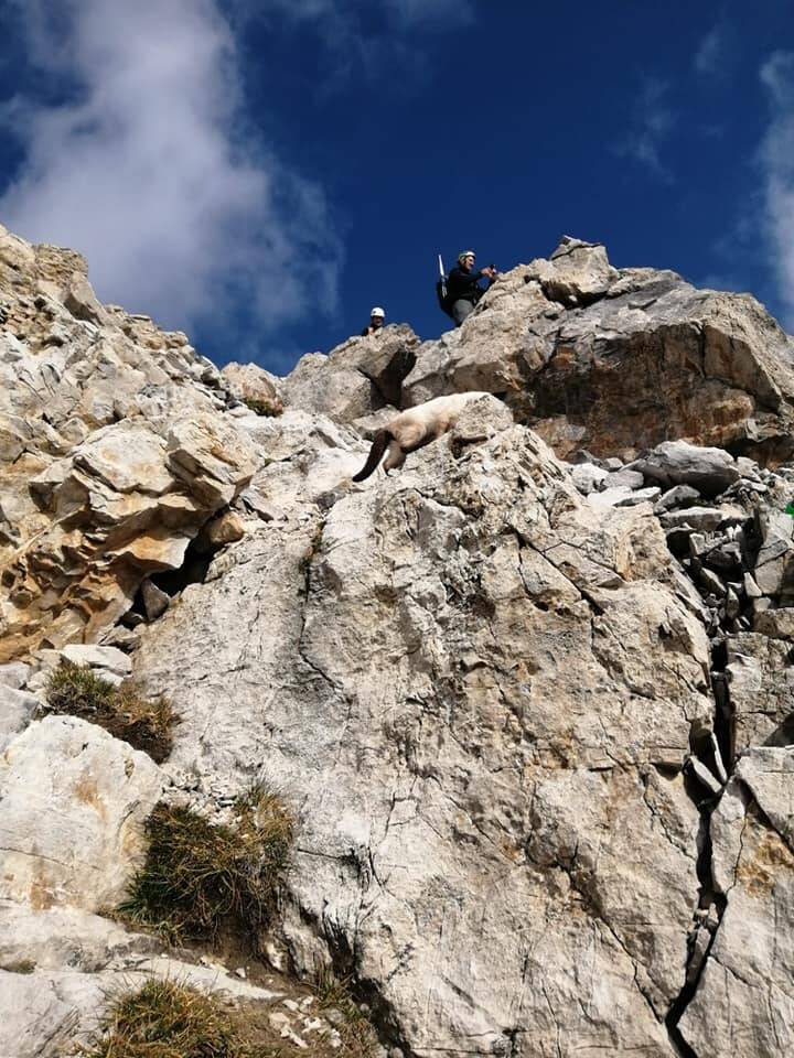 Gatto sale a 3mila metri di quota e torna a casa indenne: l’incredibile avventura alpina di “Willy dei miracoli”