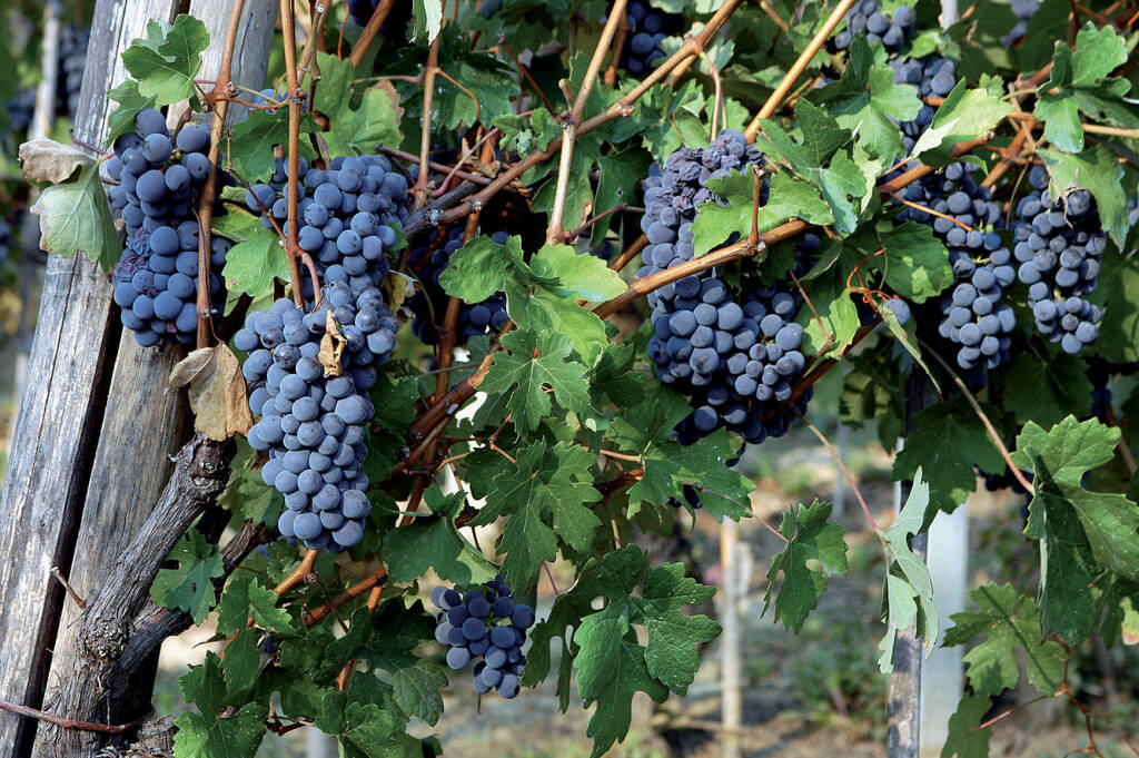 Vendemmia: uve sane, qualità ottima, quantità inferiore alle previsioni di un mese fa