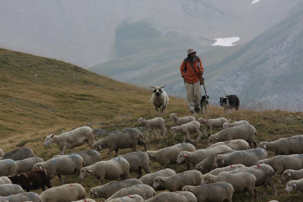 pastorizia free pecore