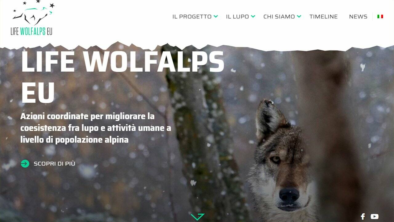 È online il sito lifewolfalps.eu