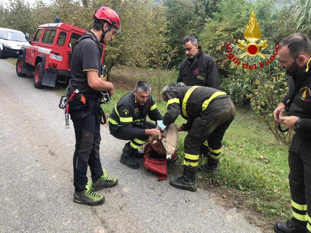 Cane cade in una gola a Rocchetta Belbo: salvato dai vigili del fuoco