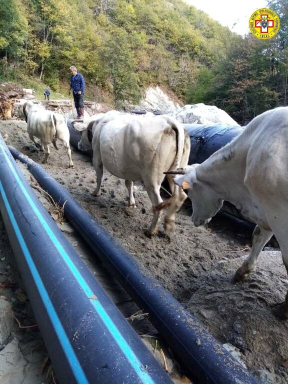 Bloccate dopo esondazione a Frabosa Soprana, 150 vacche tratte in salvo dal Soccorso Alpino