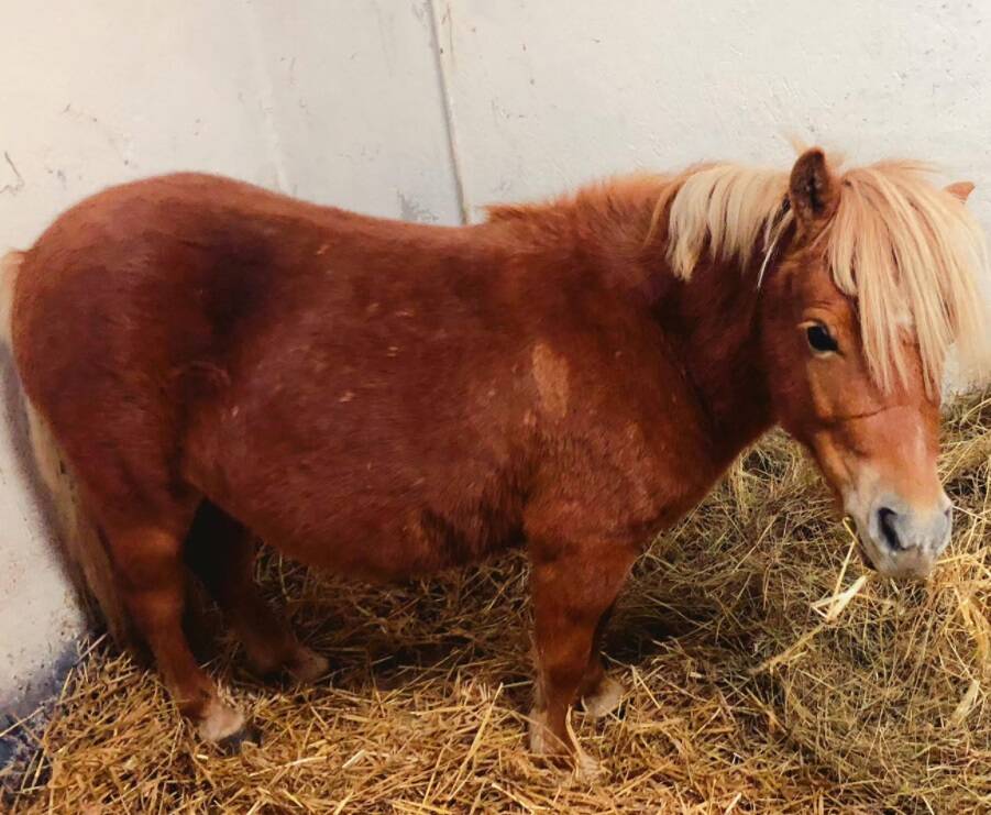 Pony e asini vittime di maltrattamenti in Val d’Aosta: famiglia di Lequio Tanaro “adotta” Paprika