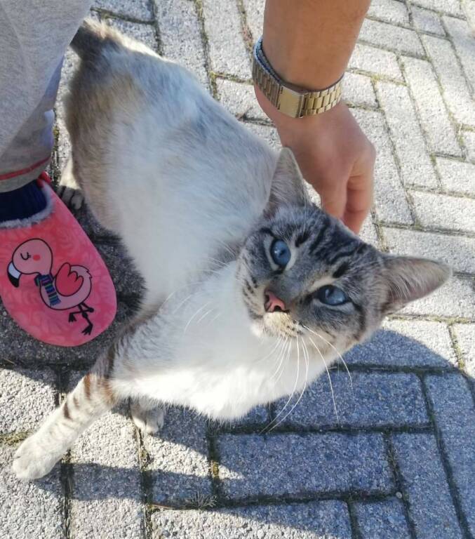 Ceva, ritrovato gatto in frazione Pratolungo