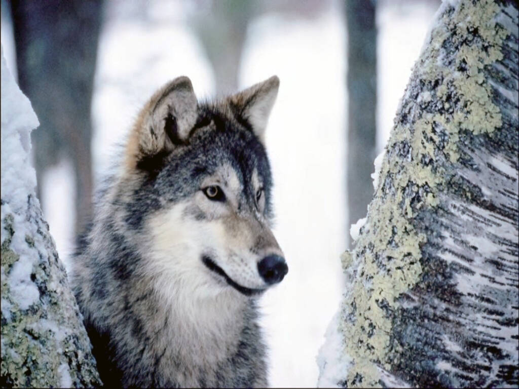 Coldiretti Cuneo “I numeri dei lupi mettono a rischio l’equilibrio ecologico”