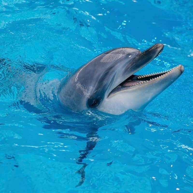 I ricci di Novello contribuiscono al salvataggio della delfina Kasya