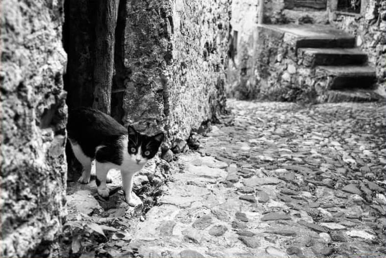 All’ XI Comandamento una mostra fotografica dedicata ai gatti