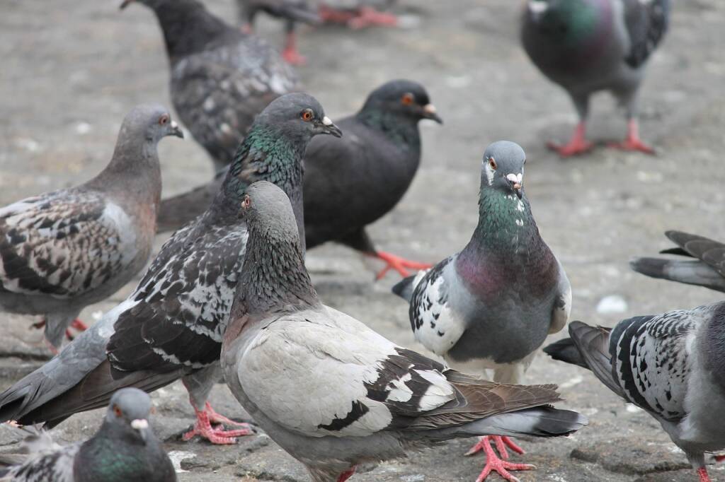 Invasione piccioni, il sindaco di Clavesana emana l’ordinanza: “Non date loro da mangiare”