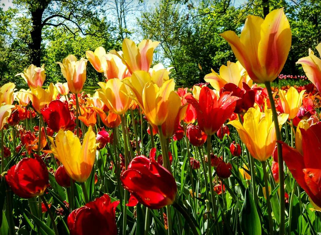 Il Progetto HAR organizza un concorso fotografico sui tulipani di Pralormo