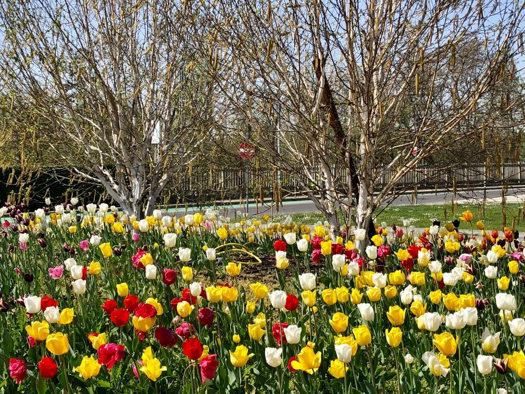 Alba, aiuole cittadine in fiore grazie agli oltre 3.000 bulbi donati da Messer Tulipano di Pralormo