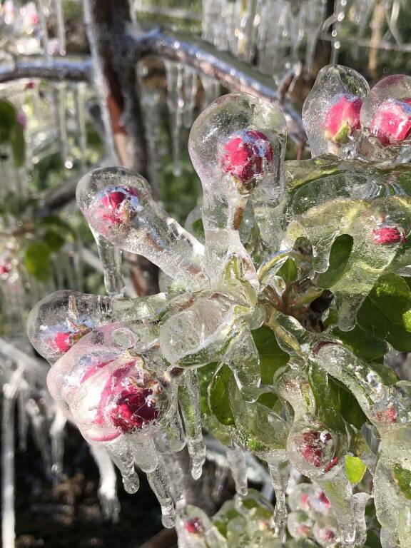 Coldiretti Cuneo: il gelo devasta i raccolti Cuneesi