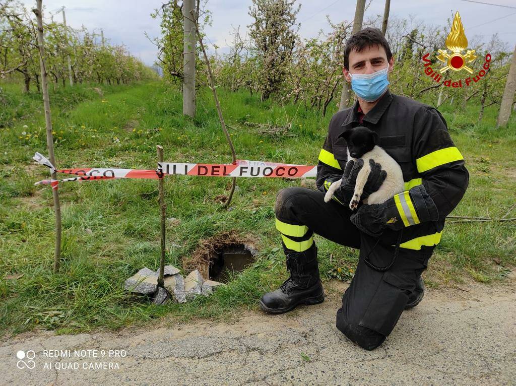 Bagnolo Piemonte, Vigili del Fuoco salvano cucciolo di cane