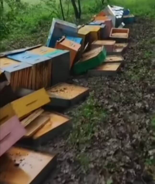Distrutto un intero apiario, il lavoro di anni perso in una notte