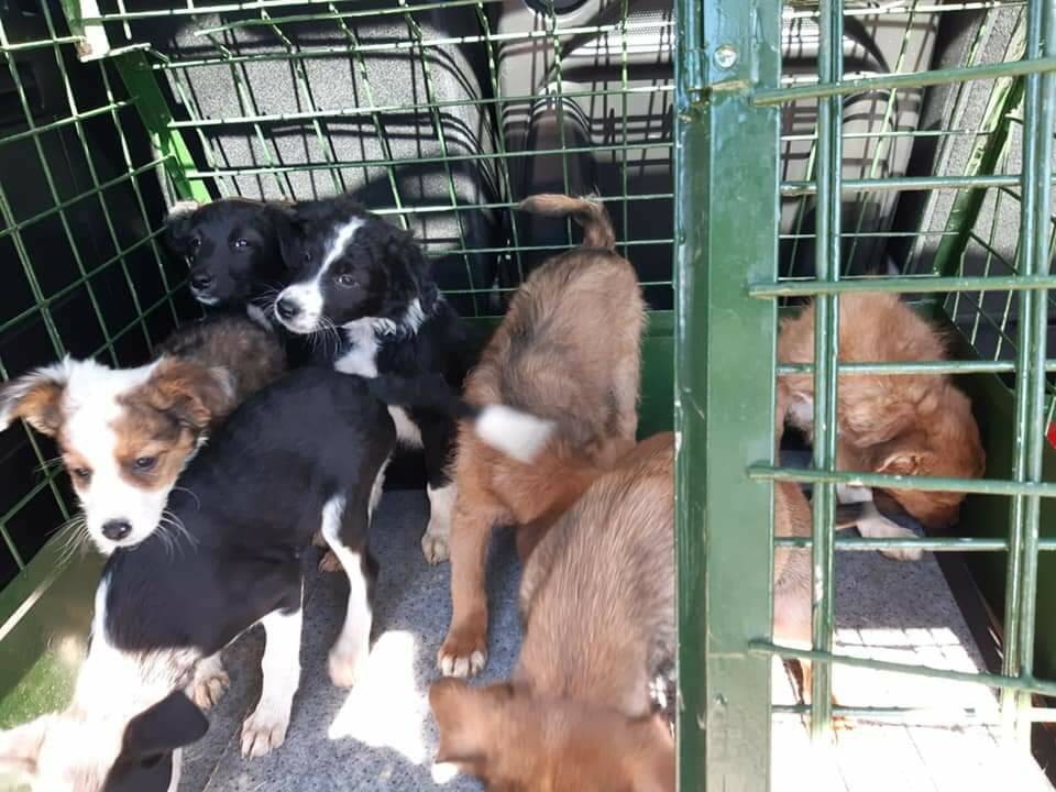 Castelletto Stura, 7 cuccioli abbandonati in frazione Riforano