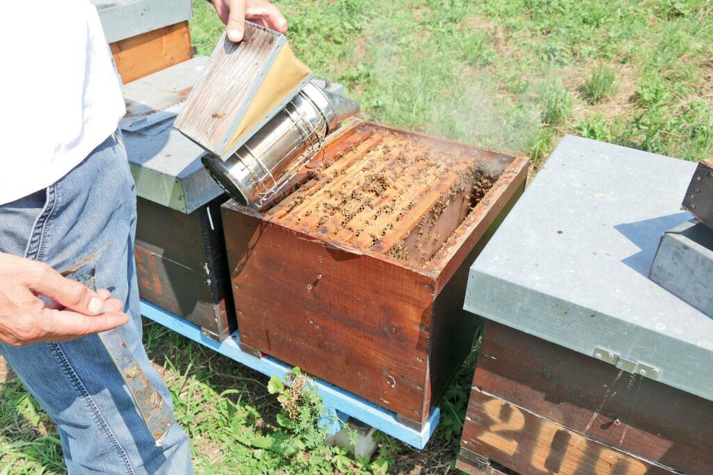 Giornata mondiale dell’ape: Piemonte prima regione in Italia, ma la stagione non è partita bene