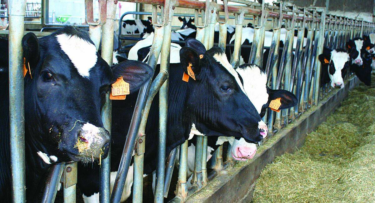 Giornata mondiale del latte, Confagricoltura Cuneo: “Sistemi produttivi all’avanguardia per raggiungere standard elevati, ma non mancano i problemi”
