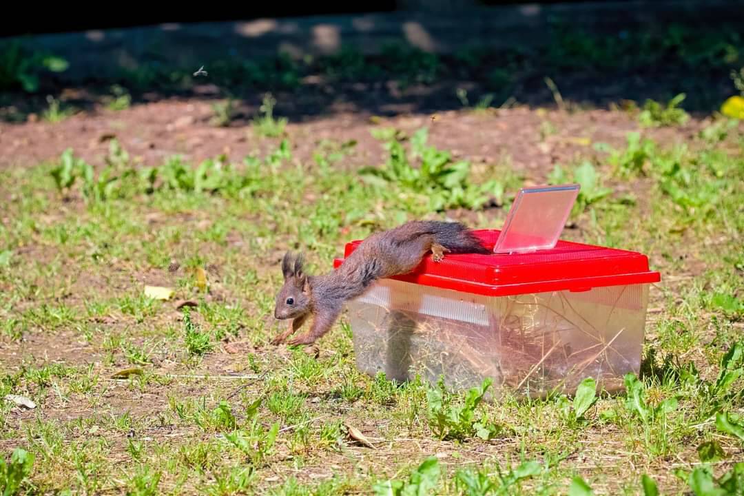 Beinette, due scoiattoli rimessi in natura al Parco Rifreddo