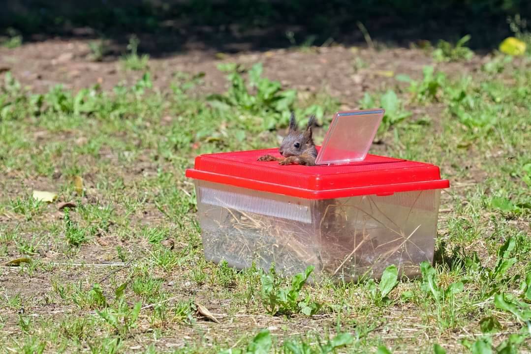 Beinette, due scoiattoli rimessi in natura al Parco Rifreddo