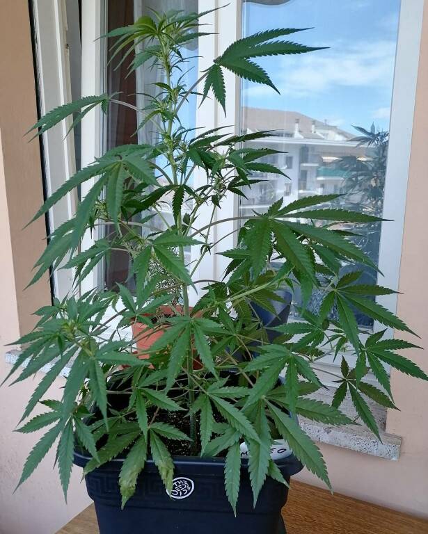 Continua la disobbedienza civile di Blengino nella coltivazione della cannabis