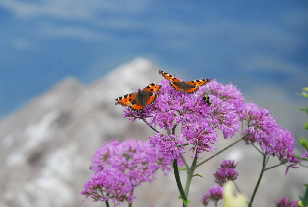 Farfalle del Monviso, una giornata in cui scienza e bellezza si incontrano