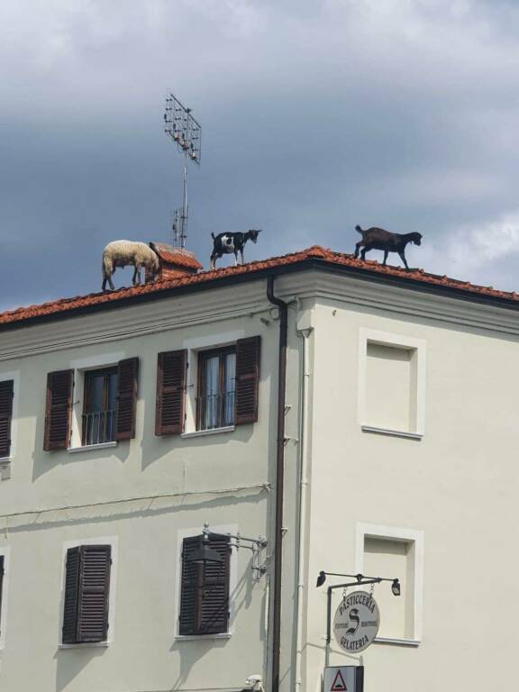 Beinette, due capre e una pecora sul tetto di una casa