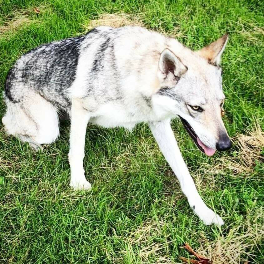 Si cerca Praika, cane lupo cecoslovacco fuggito da Breil-sur-Roya avvistato nella Granda
