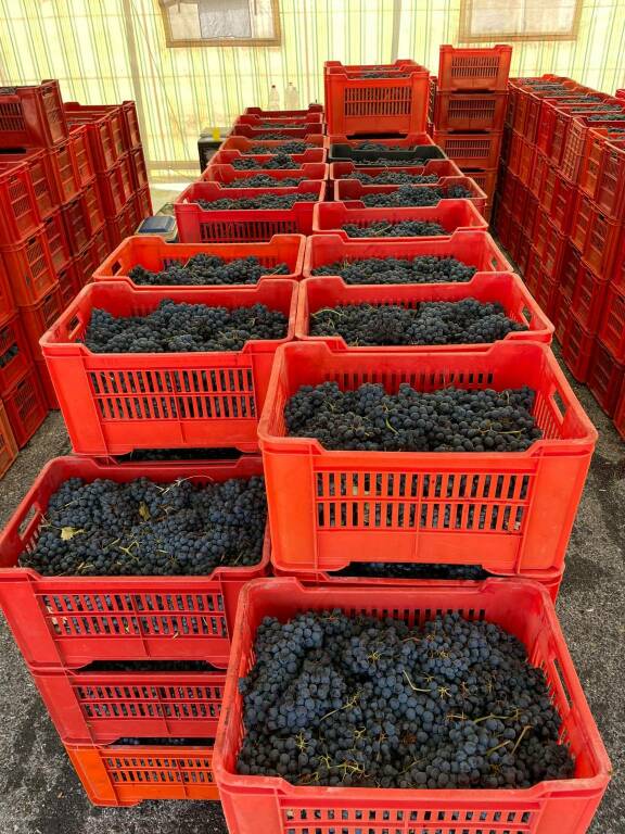 Cuneo, è tornato il mercato delle uve al MIAC