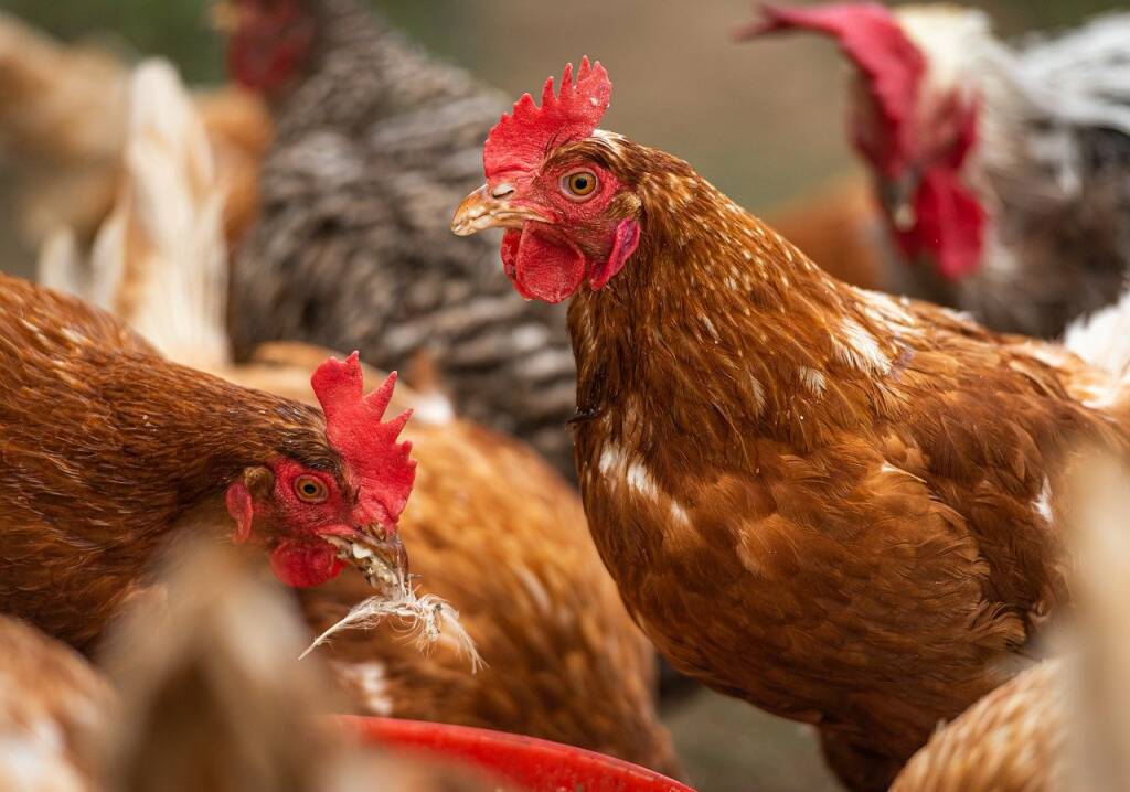 Coldiretti Cuneo ” Chiesto urgente tavolo di confronto in Regione per il comparto avicolo”