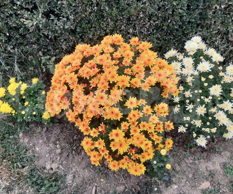 Crisantemi generico