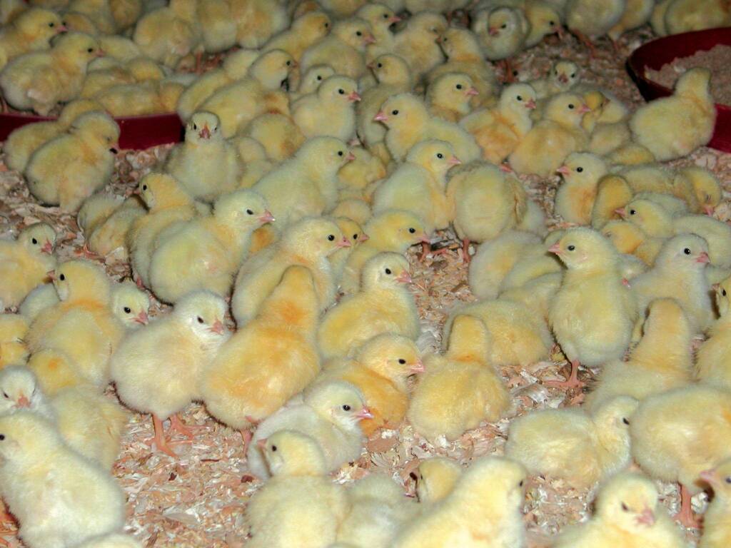Webinar di Confagricoltura Cuneo sull’influenza aviaria e corso per allevatori