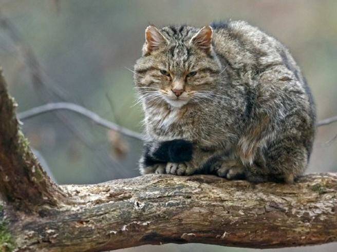 Cras di Bernezzo e Provincia monitorano il gatto selvatico