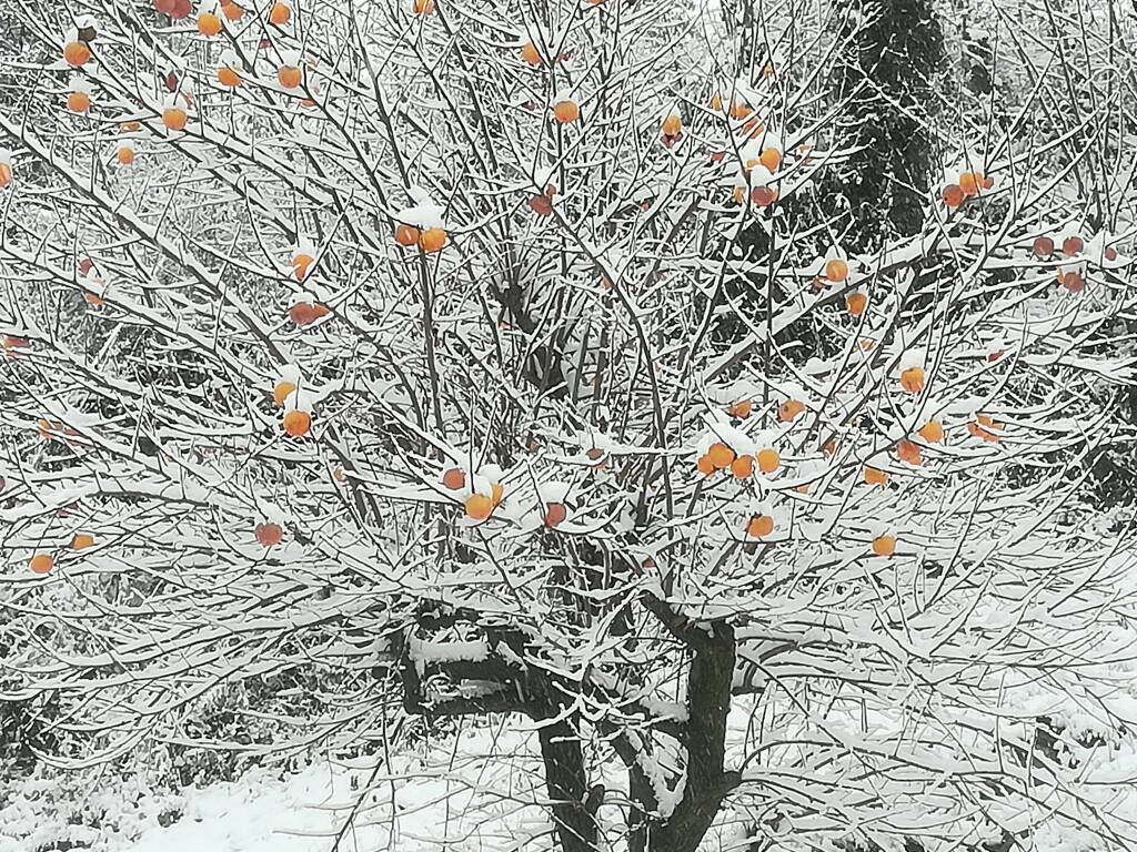 Immagine invernale con neve ph Lele Dalmasso
