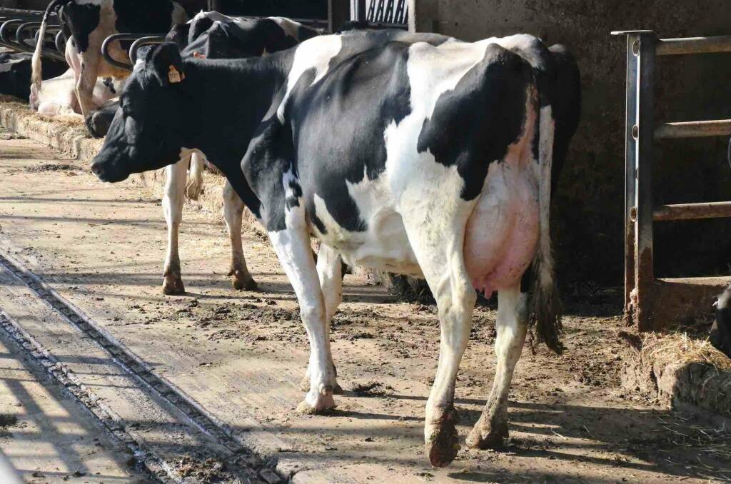 “Gli allevatori di bovini da latte sono al collasso perché non coprono più le spese di produzione”