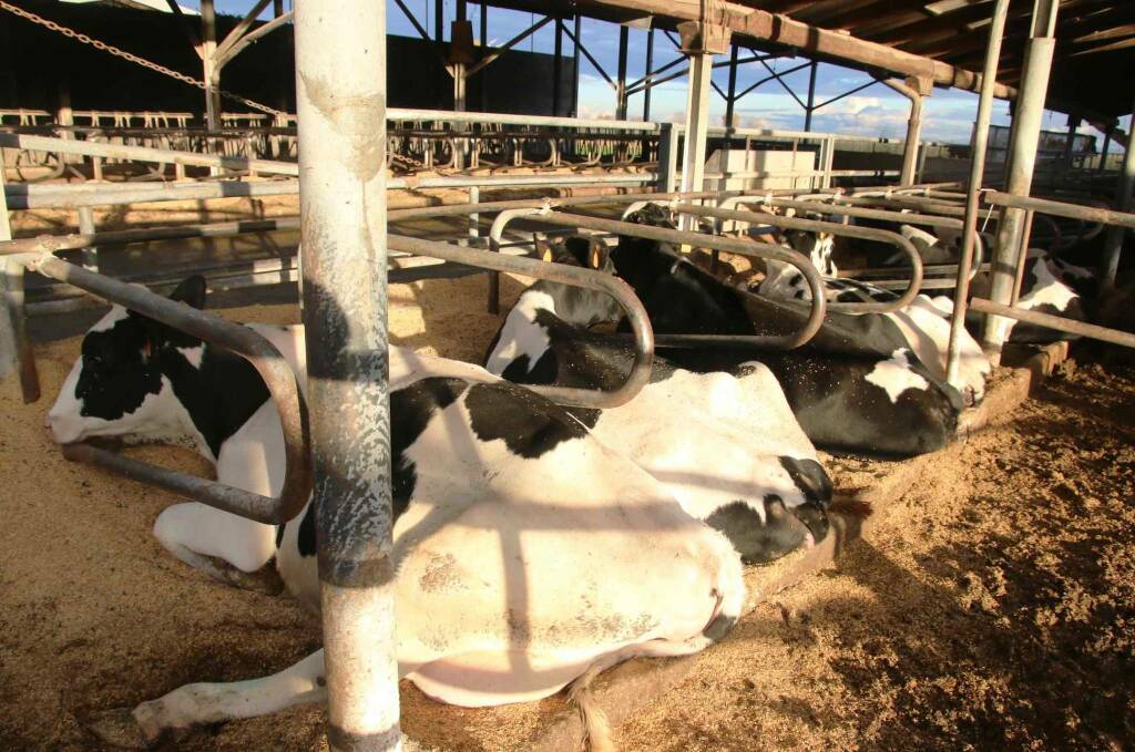 “Gli allevatori di bovini da latte sono al collasso perché non coprono più le spese di produzione”