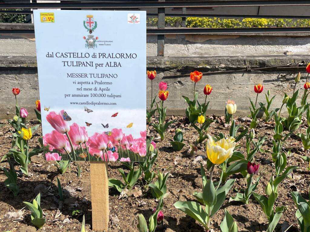 Alba sboccia tra profumi e colori con i fiori di Messer Tulipano di Pralormo