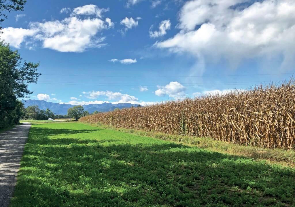 “In Piemonte quest’anno si coltiveranno 13.000 ettari di seminativi in più”