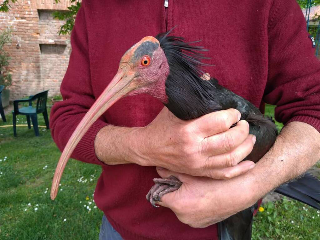 Tornerà in Austria oggi Oskar, il rarissimo ibis eremita, curato al Centro Cicogne di Racconigi