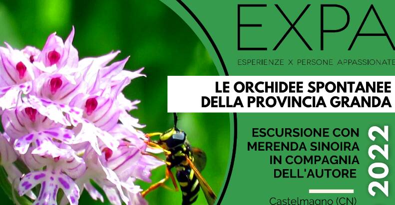 Giugno in Valle Grana tra Castelmagno, “babaciu” e orchidee spontanee
